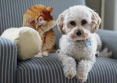 photo of cat and dog sitting on a chair.